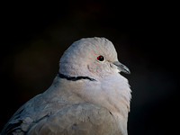 Collared Dove (Streptopelia decaocta) (8)