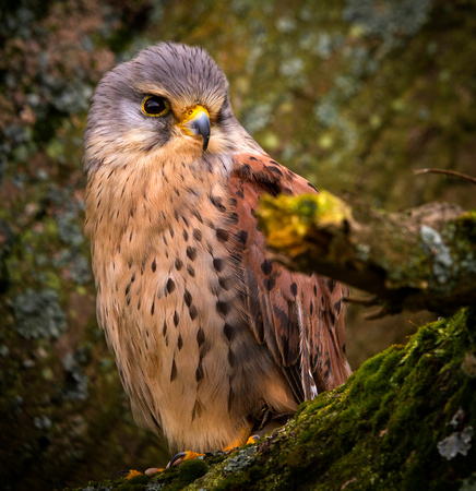Kestrel (Falco tinnunculus) (3)