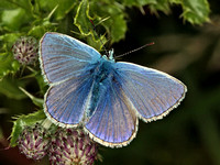 Common Blue (Polyommatus icarus) (4)