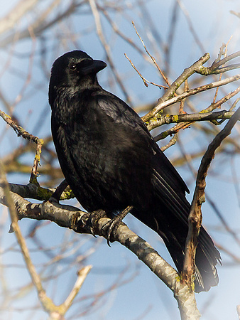 Carrion Crow (Corvus corone corone) (2)