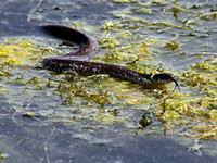 Grass snake (6)