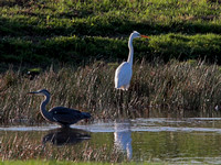 G.W.Egret +Heron compare the size