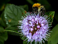 Common Garden Bumblebee 2S0A7739