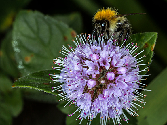 Common Garden Bumblebee 2S0A7739