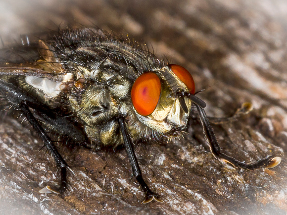 Flesh-Fly (Sarcophaga carnaria) (2)