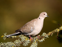 Collared Dove (Streptopella decaocto) (8)
