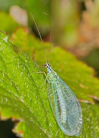 Green Lacewing (Chrysopa carnea)