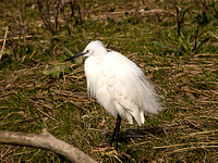 Little Egret (Egretta garzetta) _J3A2012