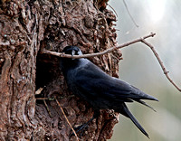 Jackdaw (Corvus monedula) (4)