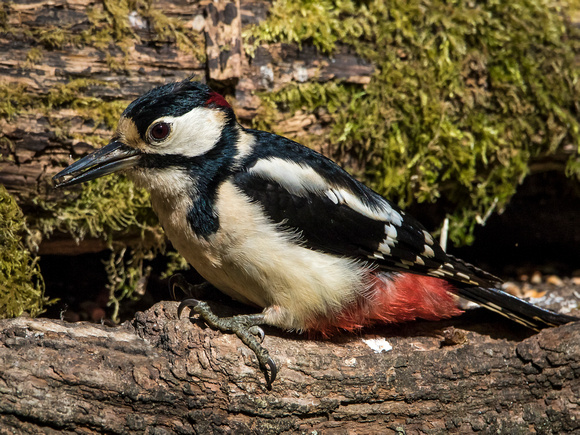 Great  Spotted Woodpecker (Dendrocopus major)  _J3A4779