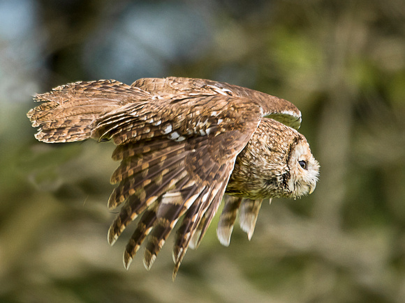 Tawny Owl (Strix aluco) _J3A4146