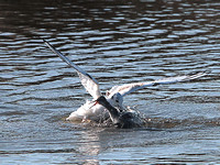 Black-Headed attacking a Redshank