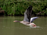 Greylag Goose (Anser anser) (9)