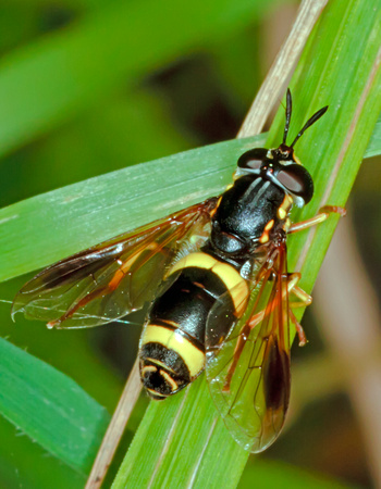 Hoverfly (Chryotoxum bicinctum)