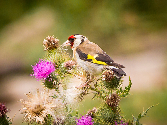 Goldfinch (Carduelis carduelis) (15)