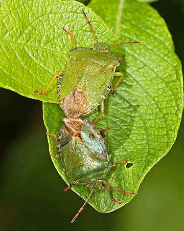 Hawthorn Shieldbug (Acanthosoma haemorrhoidale)
