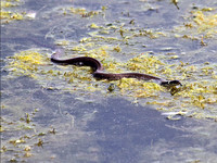 Grass snake (5)
