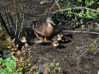Mallard and chicks (Anas platyrhynchos)