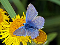 Common Blue (Polyommatus icarus) (5)