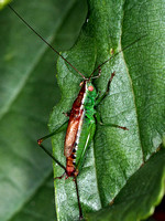 Bush-cricket (Tettigoniidae)