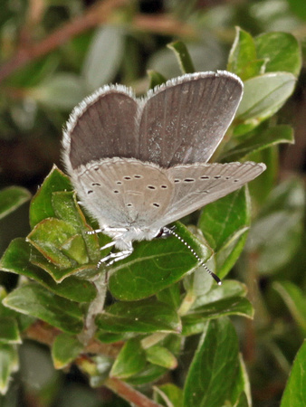 Little Blue (Cupido decoloratus (Lycaenidae)