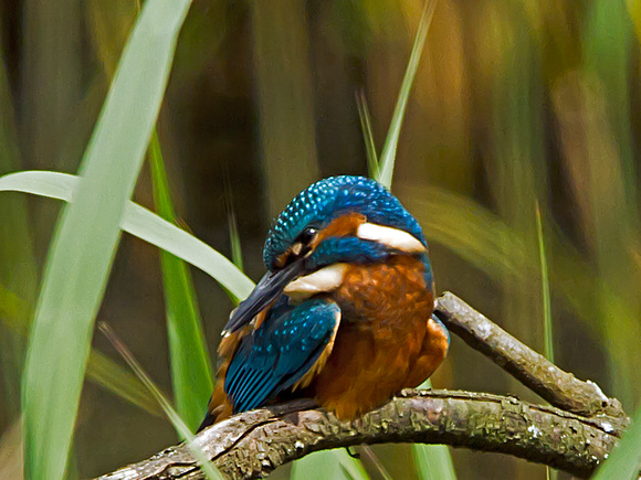 Kingfisher (Alcedo atthis) (2)