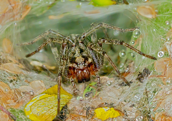 Labyrinth spider (Agelena labyrinthica) (2)