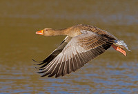 Greylag Goose (Anser anser) (2)