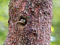 Great Spotted Woodpecker (Dendrocopus major) (8)