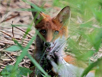 Fox (3)