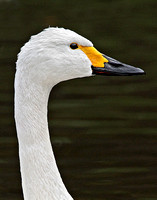 Bewick's Swan (Cygnus columbianus) (5)