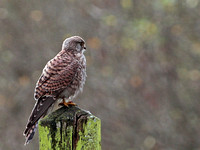 Kestrel (Falco tinnunculus) (2)