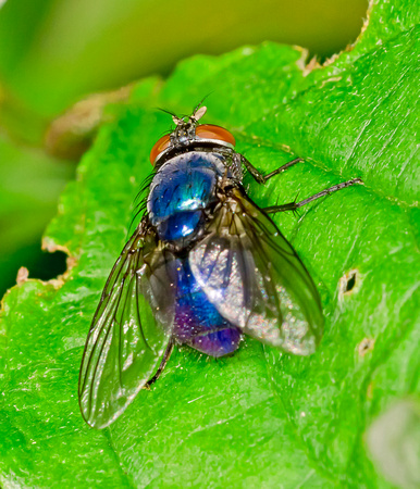 Bluebottle (Calliphoria vomitoria)