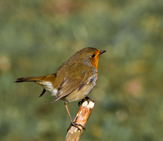 Robin (Erithacus rubecula) (16)