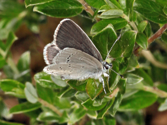 Little Blue (Cupido decoloratus (Lycaenidae) (2)
