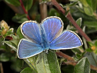 Common Blue (Polyommatus icarus (Lycaenidae)