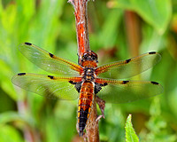 Four-spotted chaser (Libellula quadrimaculata) (2)