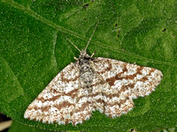 Latticed Heath moth (Chiasmia clathrata)