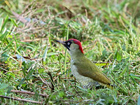 Green Woodpecker (Picus viridis) (2)