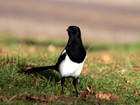 IMG_0066 Magpie (Pica pica)