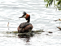 Great Crested (Podiceps cristatus) (4)
