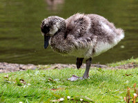 Coscoroba Swan chick (Coscoroba coscoroba)