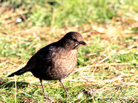 Blackbird (Turdus merula)
