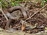 Grass snake (3)