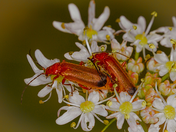 Soldier Beetle (Rhagonysha fulva)