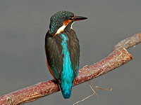 Kingfisher (Alcedo atthis) (15)