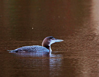 Great Northern Diver (Gavia immer) (2)