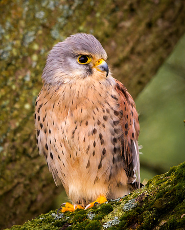 Kestrel (Falco tinnunculus) (4)