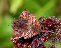 Dingy Skippers (Erynnis tages)