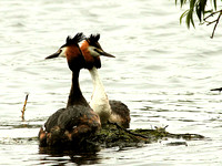 Great Crested (Podiceps cristatus) (8)